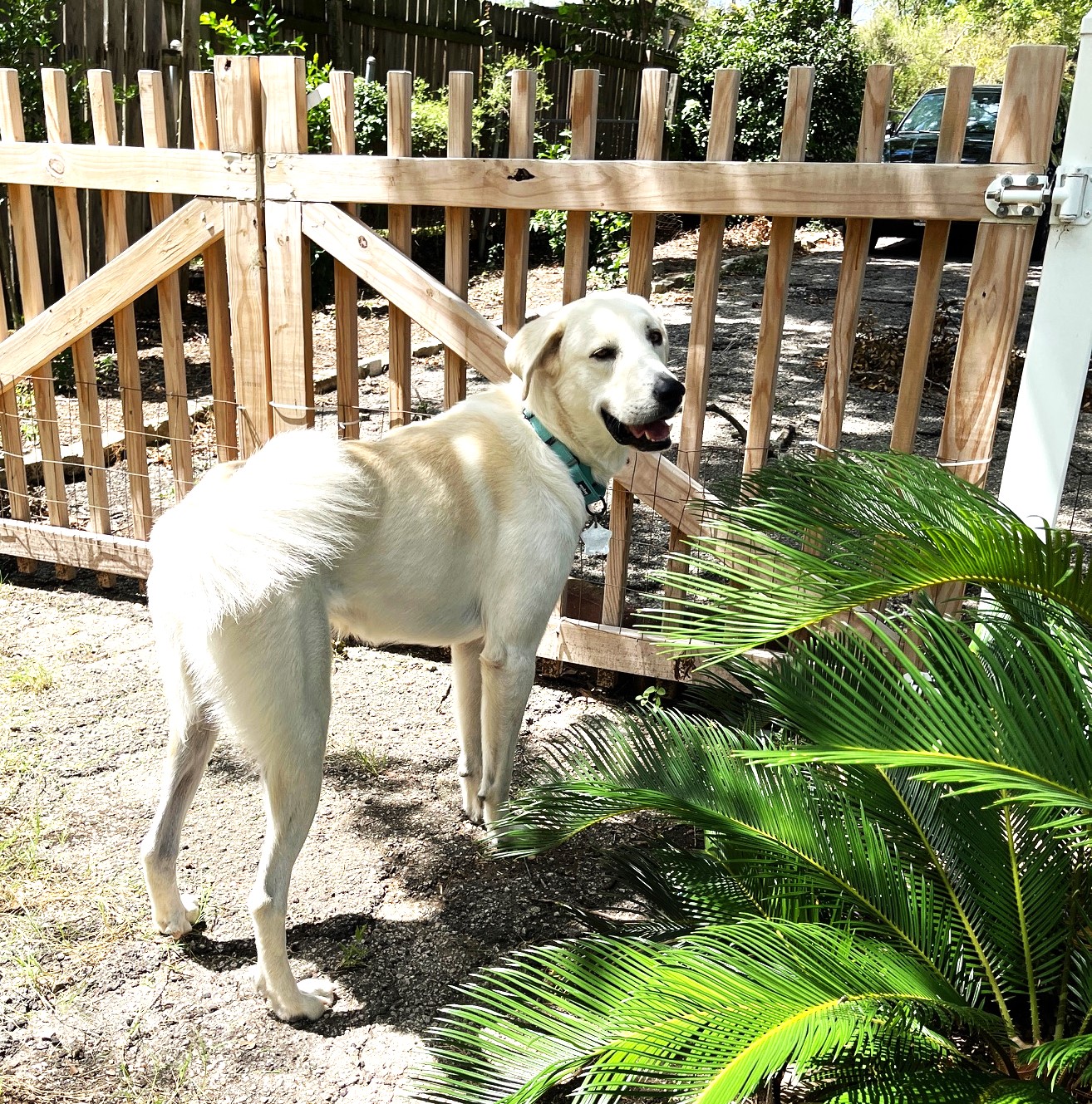 Jelly Roll, the Sweetest